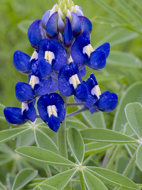 Dew on the Bluebonnet